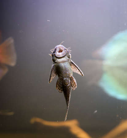 An antenna catfish sucked on the glass of an aquarium.の写真素材