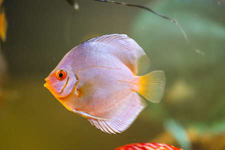Portrait of a discus discus cichlid in a blackwater aquarium.