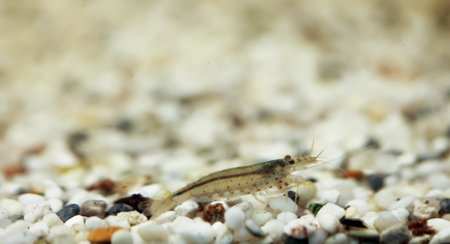 Close up of an Amano shrimp in an aquarium.の写真素材