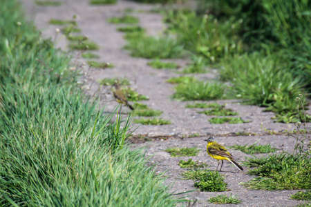 Two sheep wagtails on a path made of concrete slabs.の写真素材