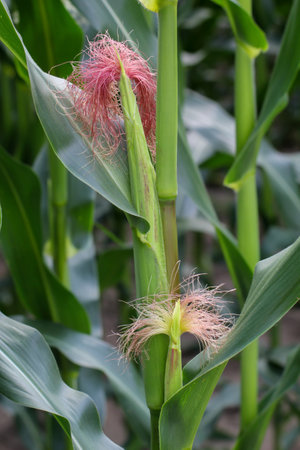 Image of a corn cob on a corn plant in a field.