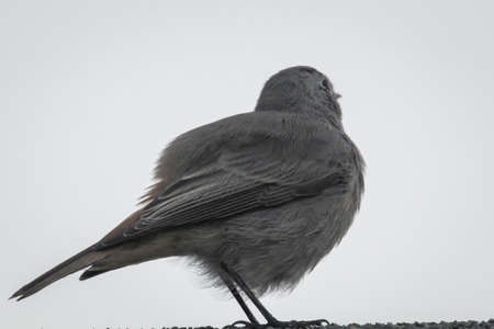 A small redstart sits on the roof in the evening.の写真素材