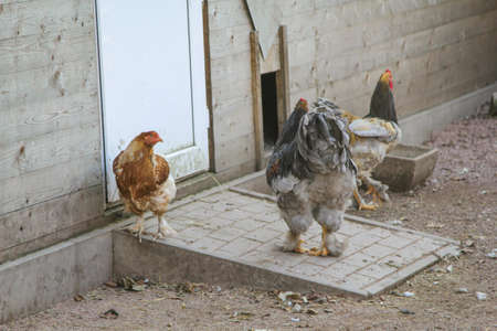 Portrait of a chicken, rooster on the farm.