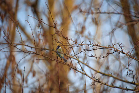 Portrait of a blue tit in the undergrowth of a bush.