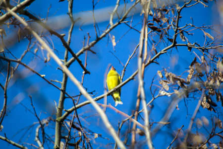 Portrait of a beautiful greenfinch on a branch of a tree.