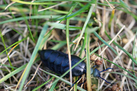 Portrait of a black blue oil beetle. These beetles are poisonous and secrete a toxic yellow...