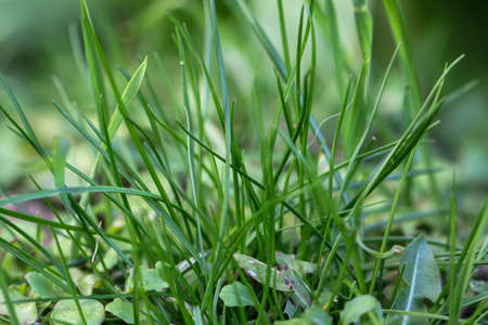 A close-up of several blades of grass and dandelion leaves.