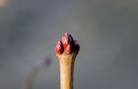 The first shoots of a tree, a shrub in the spring.