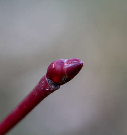 The first shoots of a tree, a shrub in the spring.の写真素材