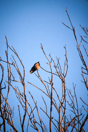 A carrion crow sits high up in a tree.の写真素材