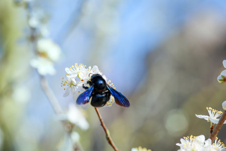 A portrait of a blue-black wood bee (Xylocopa violacea), a so-called true bee.