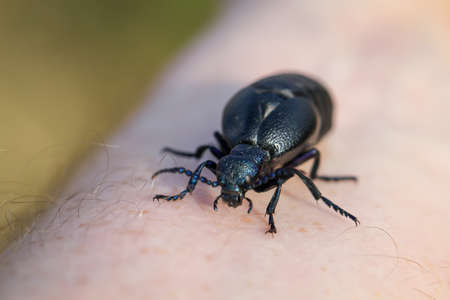 Portrait of a black blue oil beetle. These beetles are poisonous and secrete a toxic yellow substance.の写真素材
