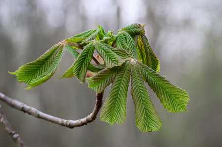 The young leaves of a chestnut, a horse chestnut in the spring.の写真素材