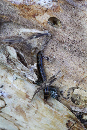 Close-up of a larva of a firefly, a short-winged moth.