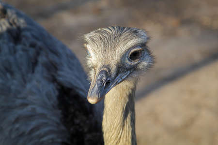 A portrait of a gray goose on a lake.