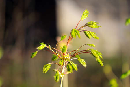 A close-up of a shoot of a tree in spring.の写真素材