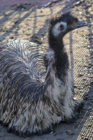Photograph of an emu. Emus are flightless birds.