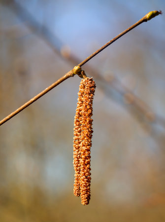 The seeds, inflorescences of hazel. A hazel bush in the spring.