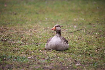 Close up of a gray goose at a lake.の写真素材