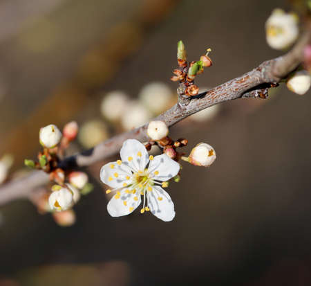 The flowers of a fruit tree in the spring.の写真素材