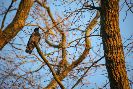 A crow sits high up in the branches of a tree.