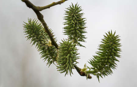 The flowers of the Sal willow, Salix caprea L.の写真素材