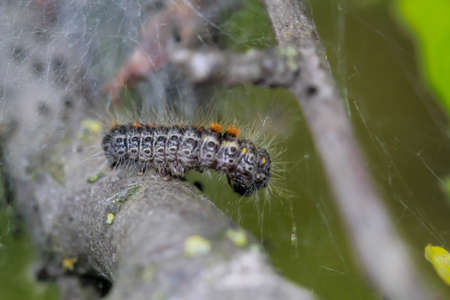A caterpillar (dark version) of the hare owl.