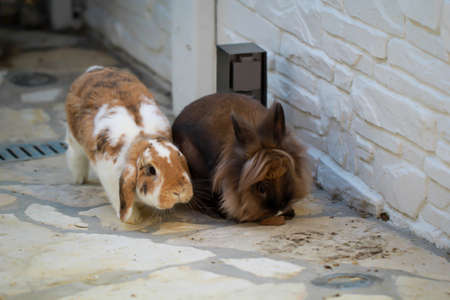 A portrait, close-up of a dwarf rabbit.