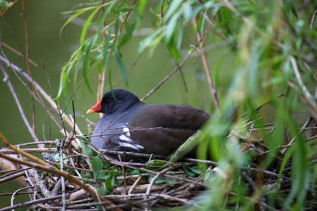 A breeding moorhen, a pond rail on its nest.の写真素材