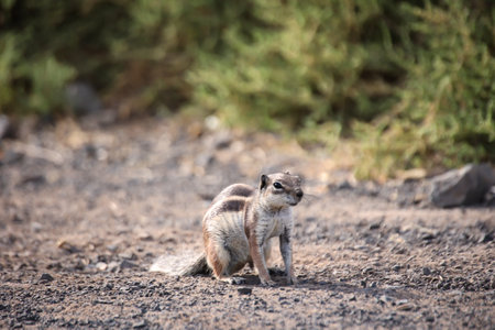 An Atlas squirrel or African ground squirrel in its habitat.の写真素材