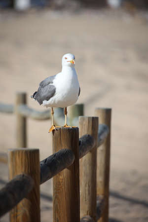 Portrait of seagulls at the sea, on the Atlantic Ocean.の写真素材