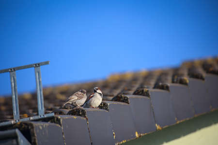 A pair of sparrows sitting on the edge of a roof.の写真素材
