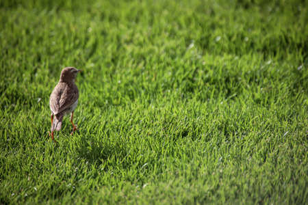 Portrait of a Canary Pipit, Anthus berthelotii, a songbird of stilts and peepers.の写真素材