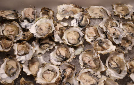Many opened oysters in a plastic tub waiting for further processing.の写真素材
