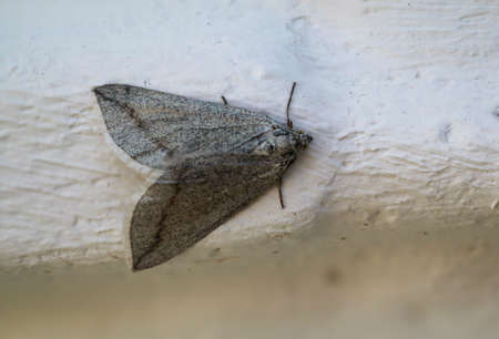 A sickle-winged spider on a white wall.の写真素材