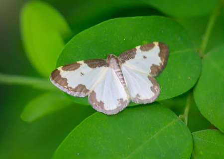 Lomaspilis marginata - bird peeper on a leaf.の写真素材