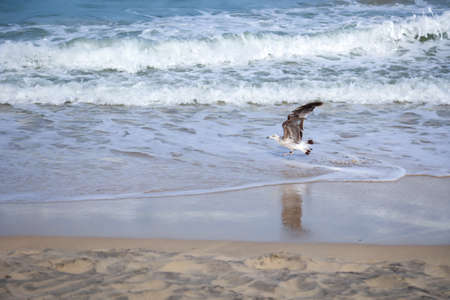 Portrait of seagulls at the sea, on the Atlantic Ocean.の写真素材