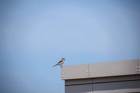 Portrait of a Canary Pipit, Anthus berthelotii, a songbird of stilts and peepers.の写真素材