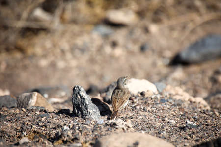 Portrait of a Canary Pipit, Anthus berthelotii, a songbird of stilts and peepers.の写真素材