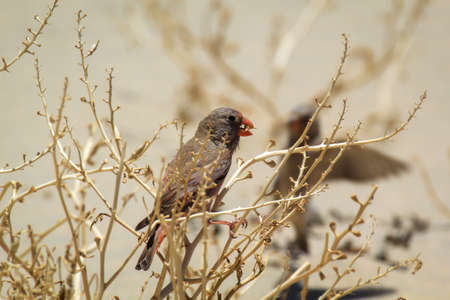 A desert bullfinch or desert trumpeter, Bucanetes githagineus feeding on a plant.