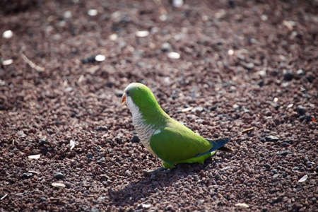 Portrait, close up of monk parakeet on Fuerteventura.
