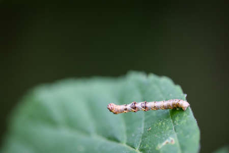 The caterpillar of a moth, frost moth has camouflaged itself as a branch on a leaf.の写真素材