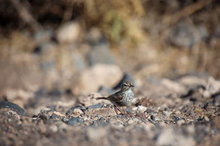 Portrait of a Canary Pipit, Anthus berthelotii, a songbird of stilts and peepers.