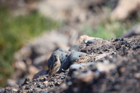 Portrait of a Canary Pipit, Anthus berthelotii, a songbird of stilts and peepers.の写真素材