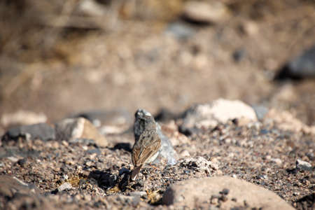 Portrait of a Canary Pipit, Anthus berthelotii, a songbird of stilts and peepers.の写真素材