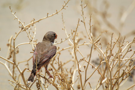 A desert bullfinch or desert trumpeter, Bucanetes githagineus feeding on a plant.