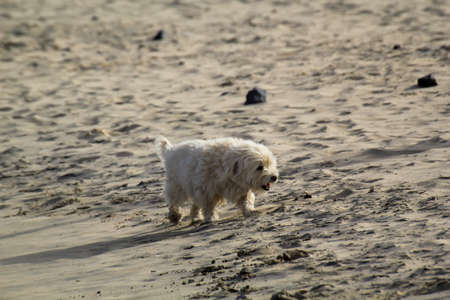 On a beach, a small white dog runs and enjoys the run.