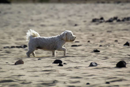 On a beach, a small white dog runs and enjoys the run.