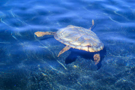 A picture of a protected sea turtle in the water. These turtles need worldwide protection and their habitats.の写真素材