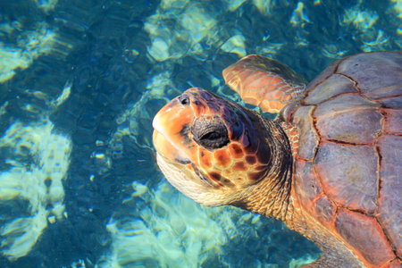A picture of a protected sea turtle in the water. These turtles need worldwide protection and their...